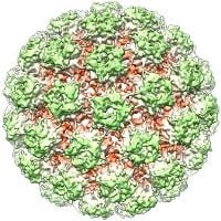 papillomavirus papillomavirus